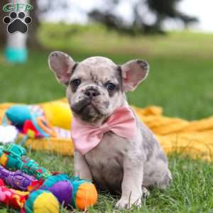 Lottie, French Bulldog Puppy